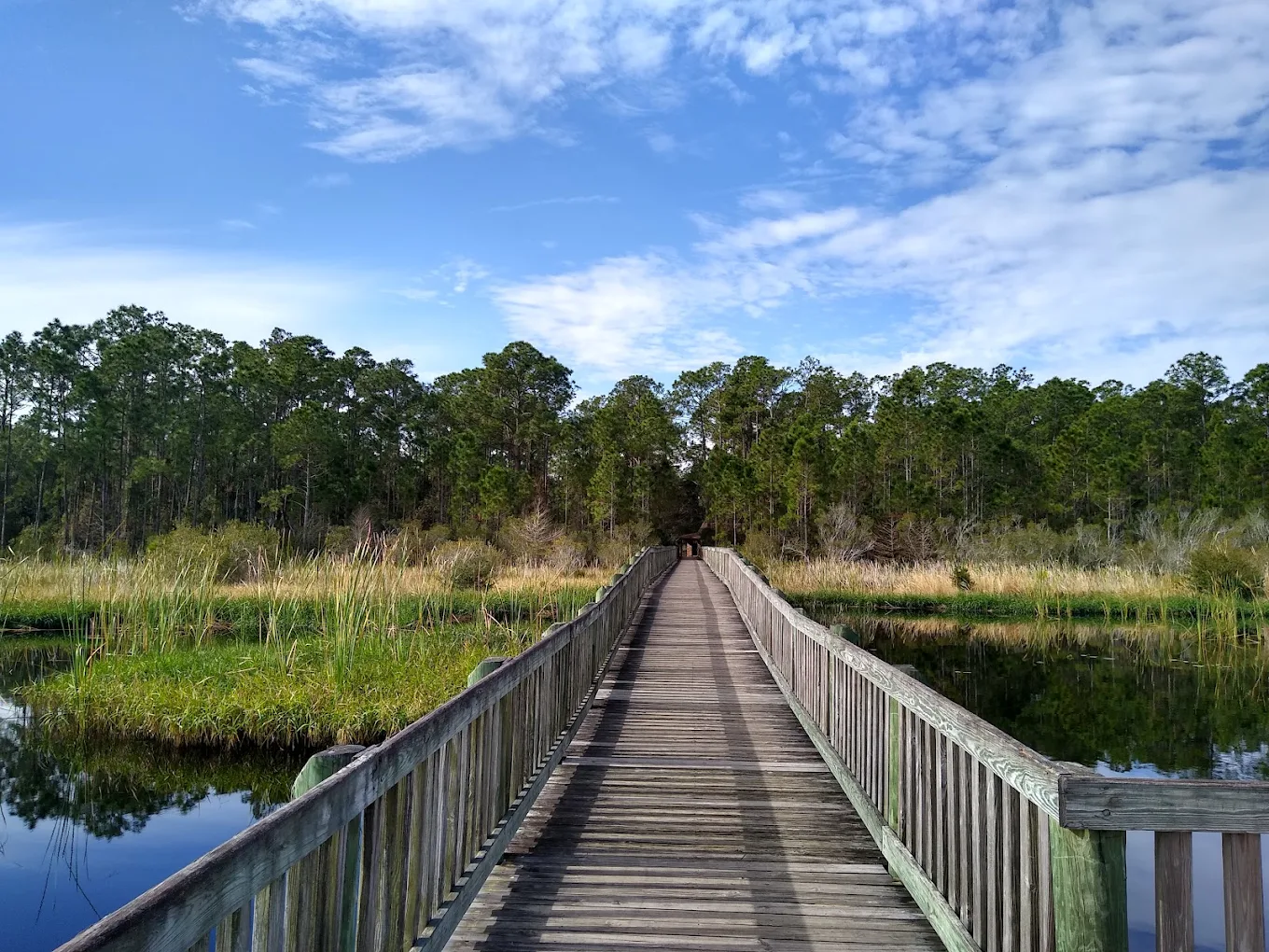 Trail through Split Oak Forest Wildlife Area near Apopka, FL